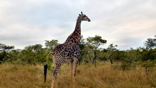South africa giraffe photographic