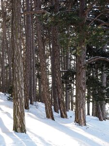 Trees pine family tree trunks photo