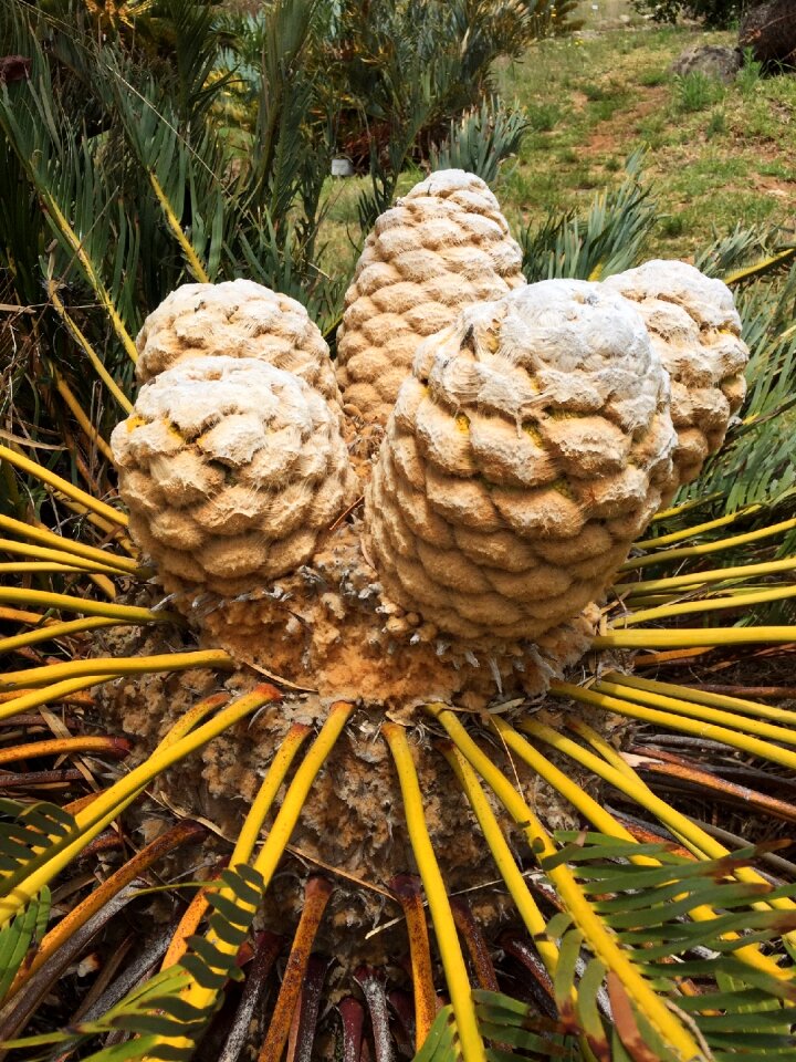 Plant flower flora