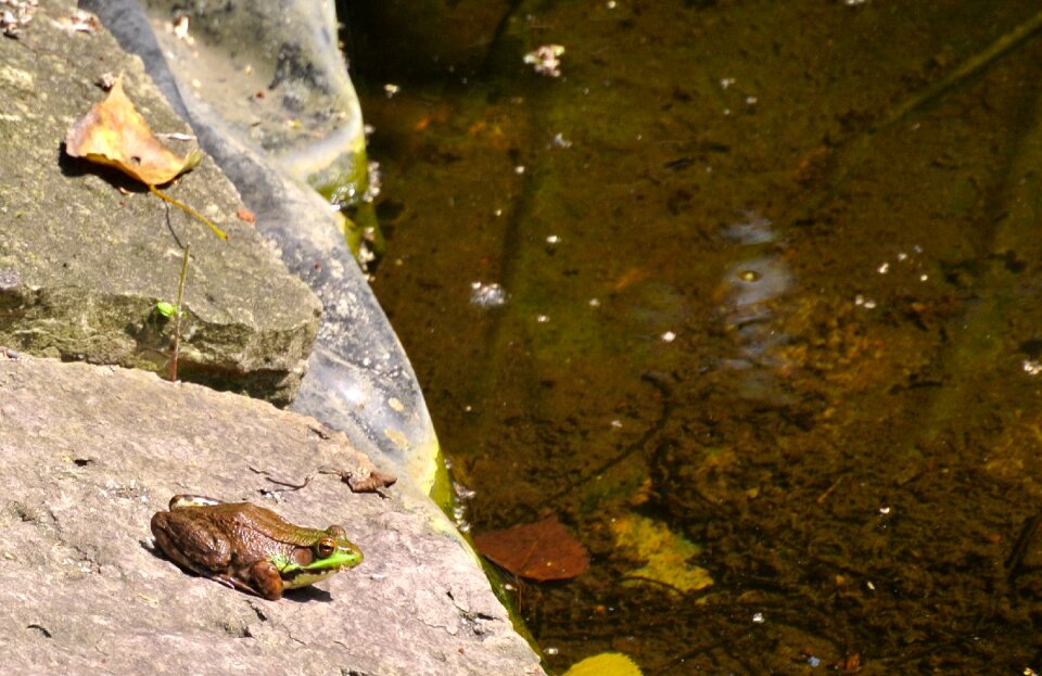 Amphibian aquatic outdoors