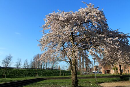 Blooming plant spring