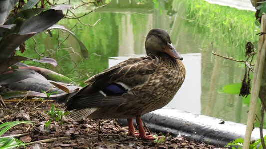 Sunbathing bird park photo