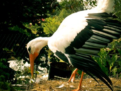 Bird white socket photo