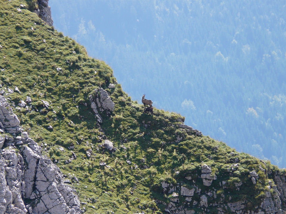 Goat rupicapra wild