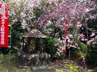 Flowers japan guardian deity of children
