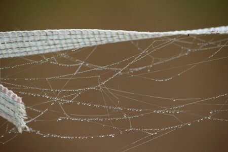 Dew dewdrop wire photo