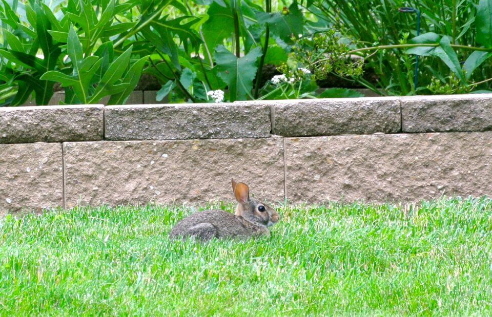 Cute mammal nature