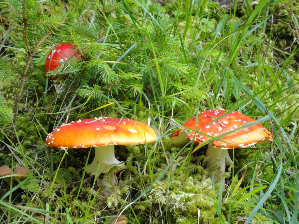 Red nature forest