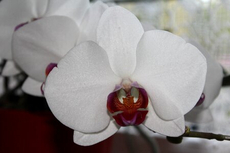 Plant white close up