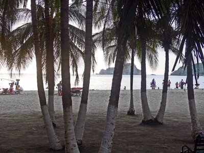 Beach sea palms