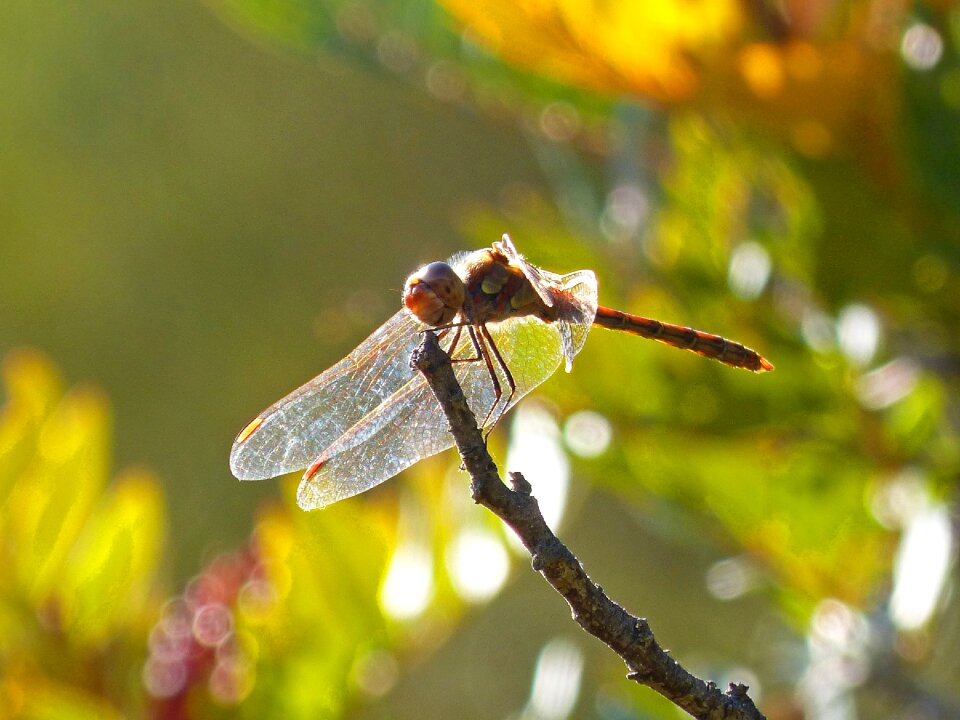 Insect libellulidae branch