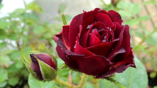 Nature red flower summer