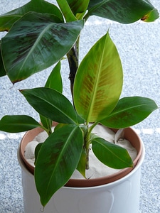 Plant green banana