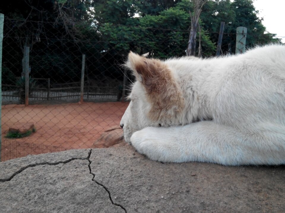 Zoo sad