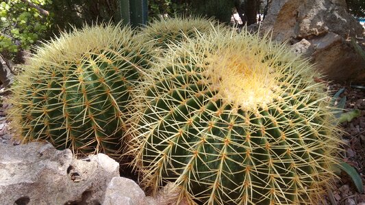 Thorns nature desert plant