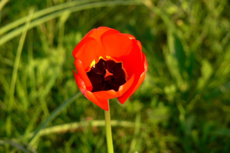 Bloom plant orange