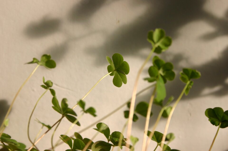 Clover small fresh plant