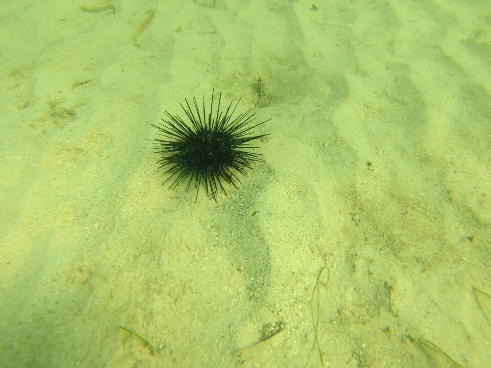 Sea life water green sea