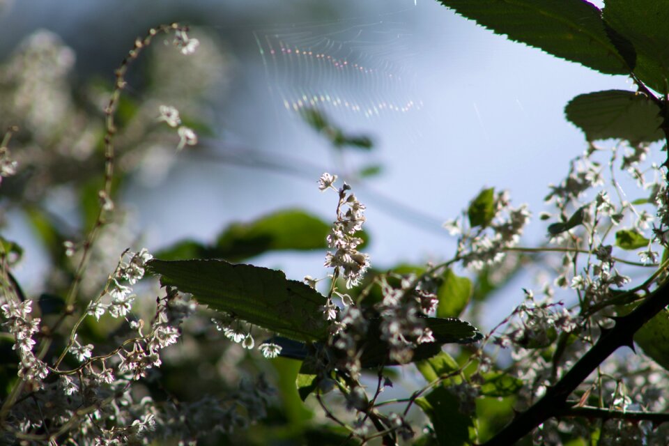White nature flower