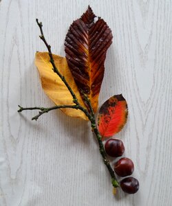 Fall foliage