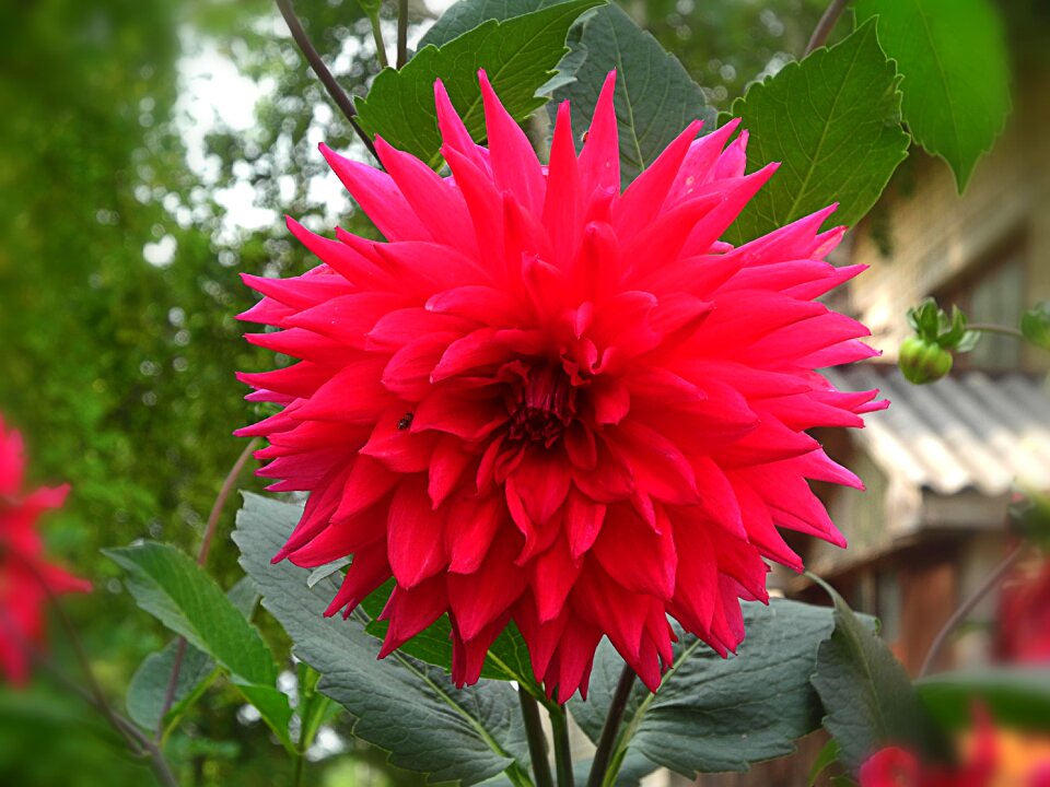 Plant bright summer flowers