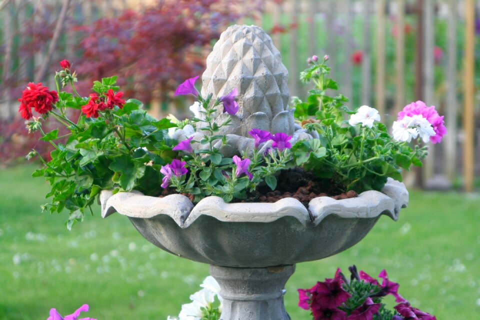 Plant petunia flowers