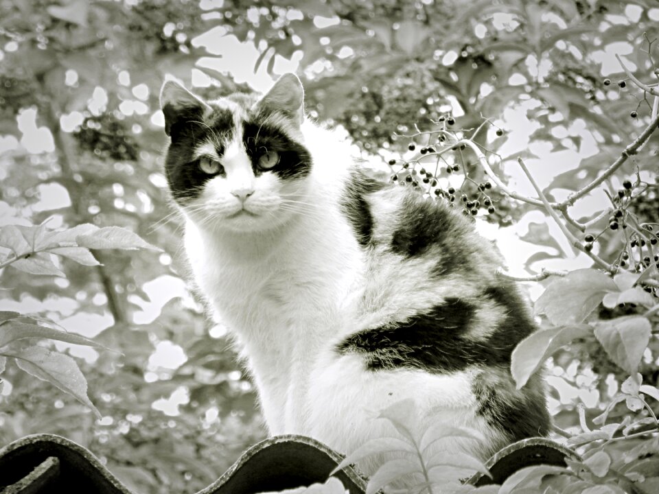 Domestic cat animal pet