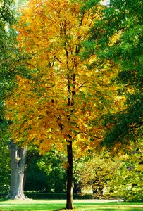 Leaves oak oak leaf photo