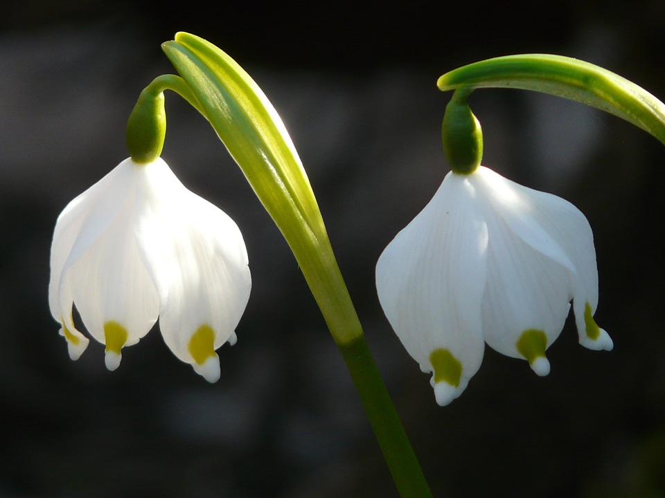 Bloom flower spring