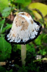 Comatus nature forest