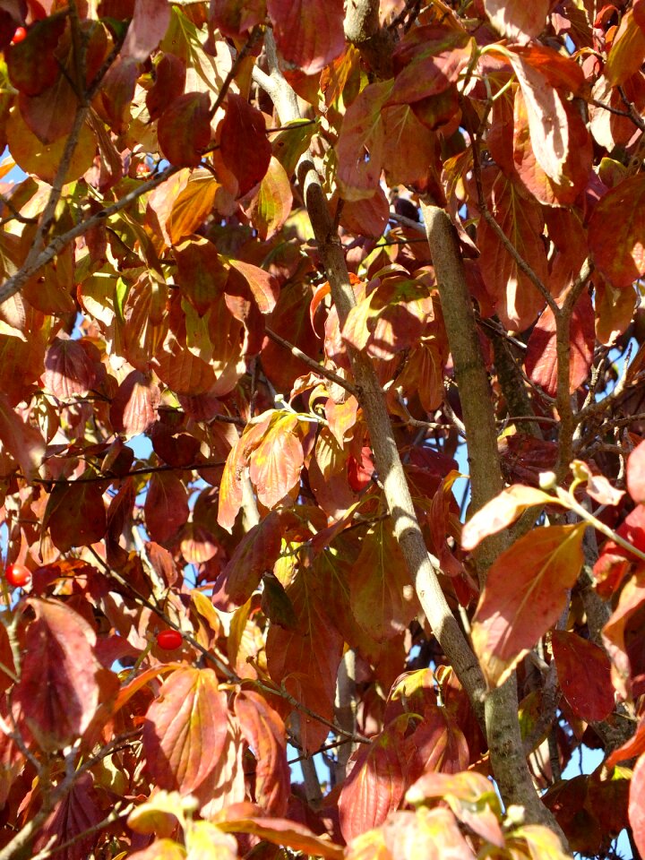 Seasonal golden fall leaves background