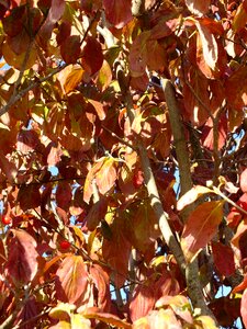 Seasonal golden fall leaves background