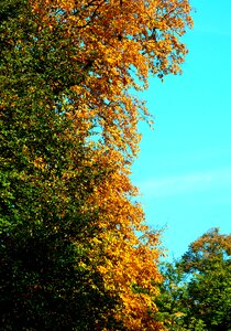 Freshly fallen fall leaves autumn photo