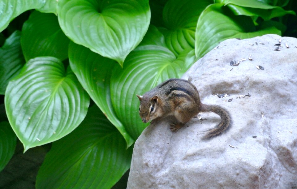 Rodent wildlife small