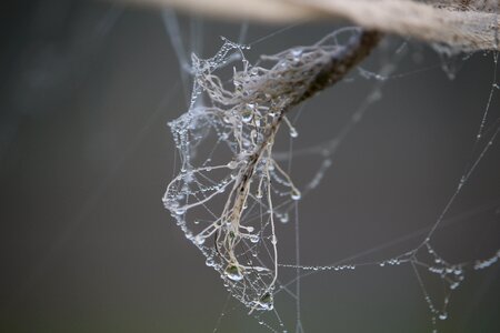 Cobwebs dew beaded