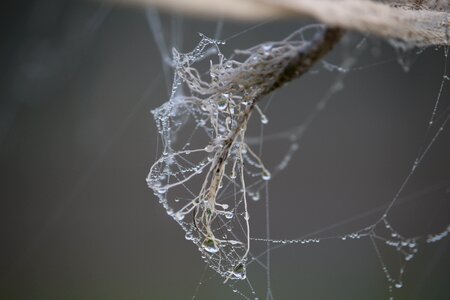 Cobwebs dew beaded photo