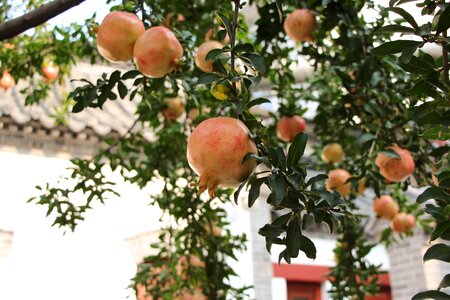 Pomegranate fruit afternoon