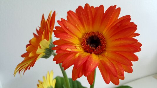 Autumn flowers bright