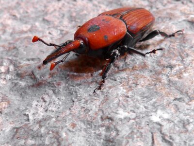 Detail orange beetle striped