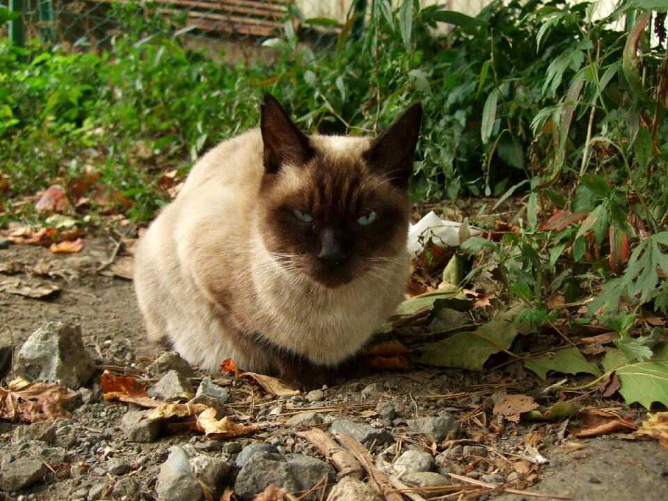 Creature cat eyes japan