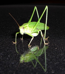 Insect bug katydid photo
