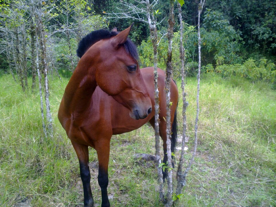 Horse beach grass