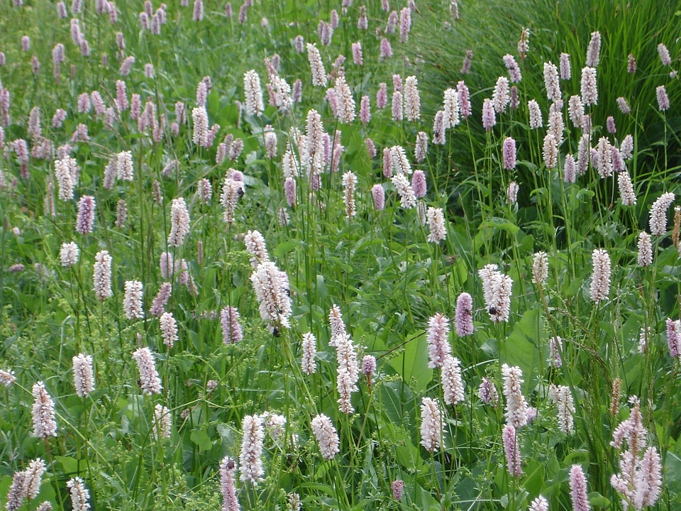 Snake root polygalas persicaria bistorta