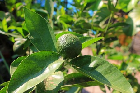 Fruit citrus
