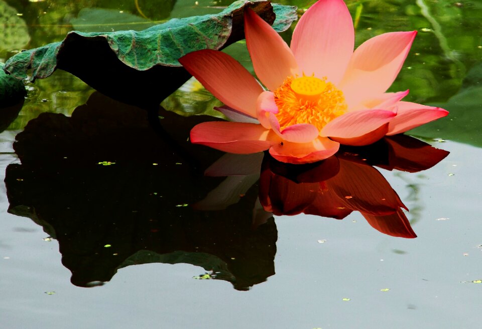 Lake lotus flower nature