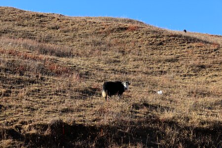 Livestock meadows mountain
