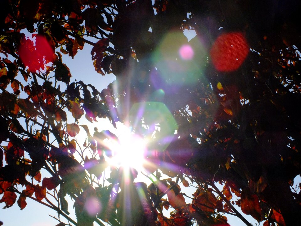 Season autumn leaves tree