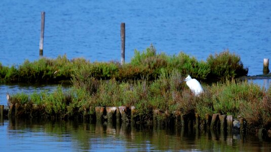 Sea island close up