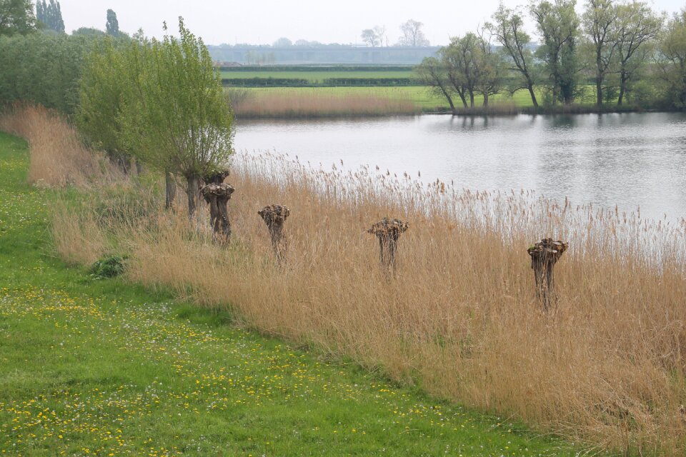 Reed nature netherlands