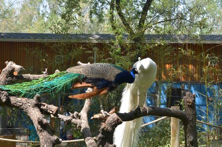 White unusual bird